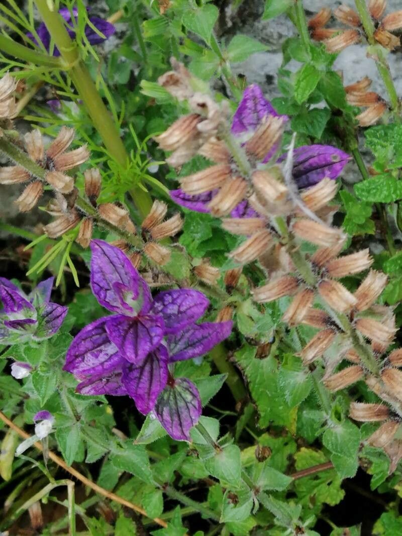 Salvia viridis fruit