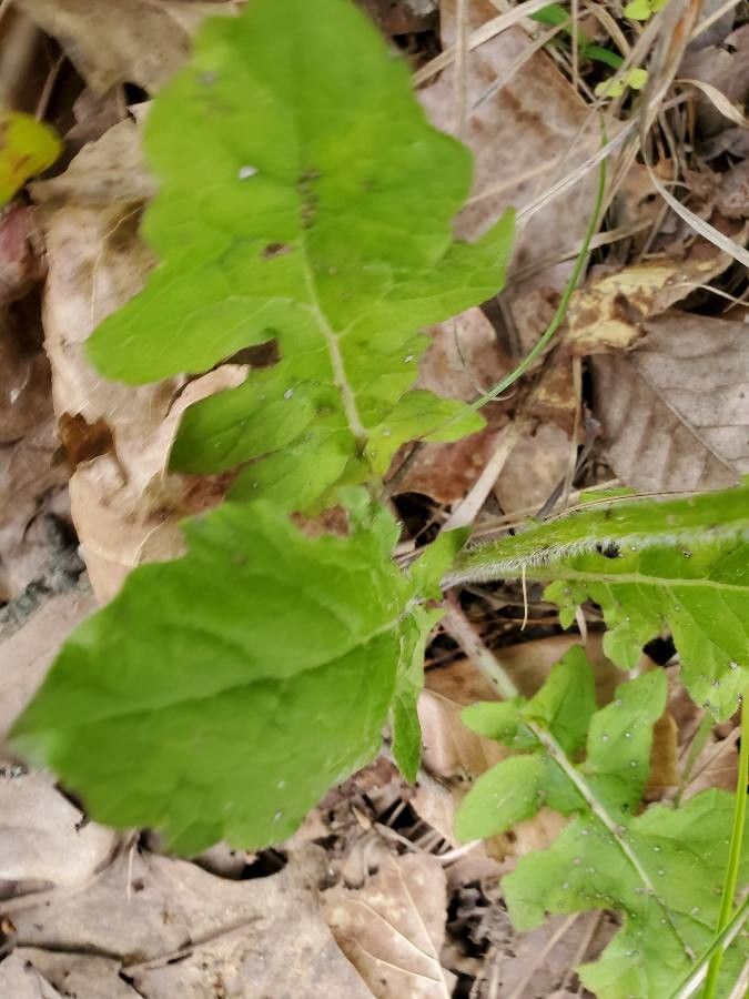 Luzula acuminata — search result for 'Juncaceae'