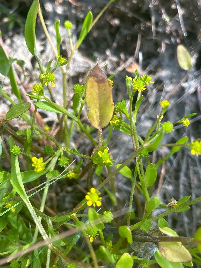 Ranunculus longipes flower