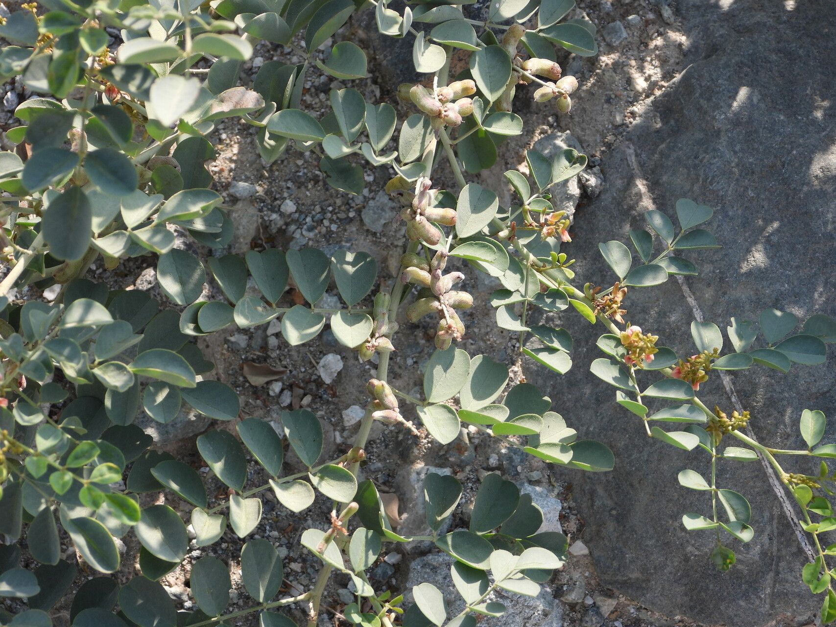 Indigofera coerulea habit