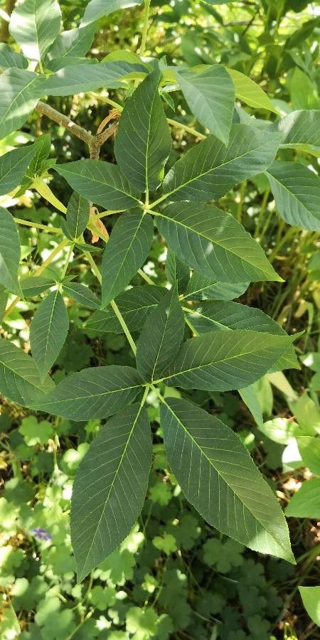 Aesculus californica