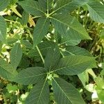 Aesculus californica