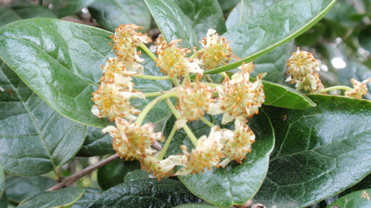 Peumus boldus flower