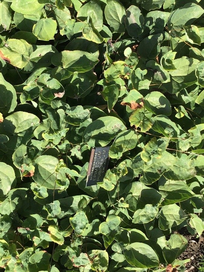 Epimedium pubigerum — search result for 'Berberidaceae'