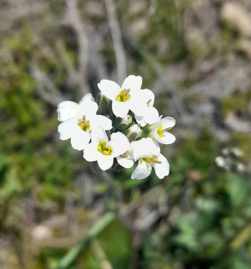 Draba gilliesii flower