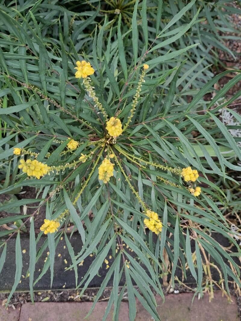 Berberis eurybracteata flower