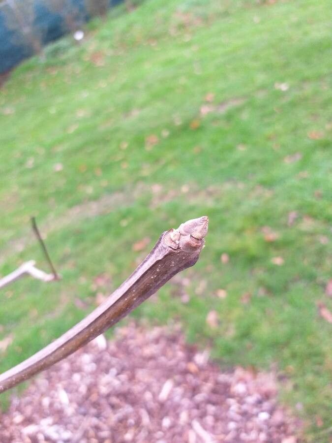 Fraxinus quadrangulata bark