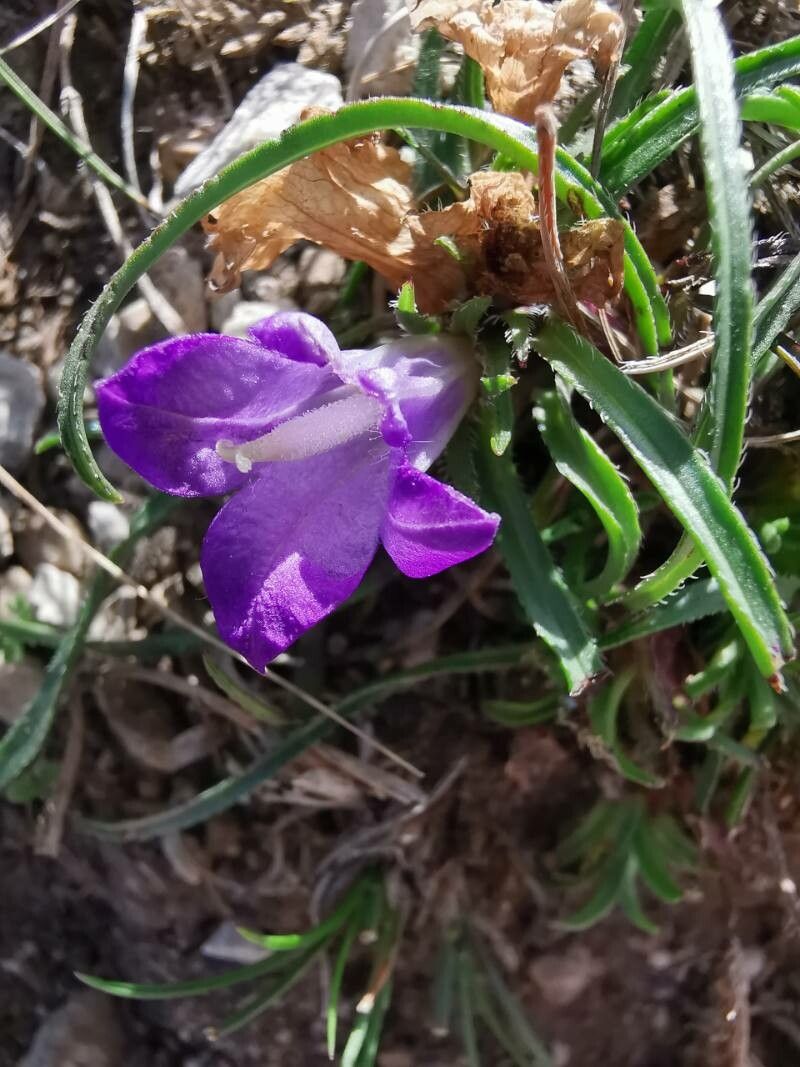 Edraianthus tenuifolius flower