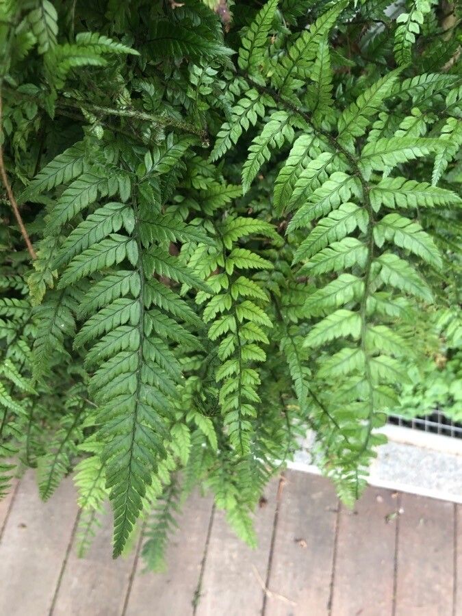 Polystichum rigens — search result for 'Polystichum'