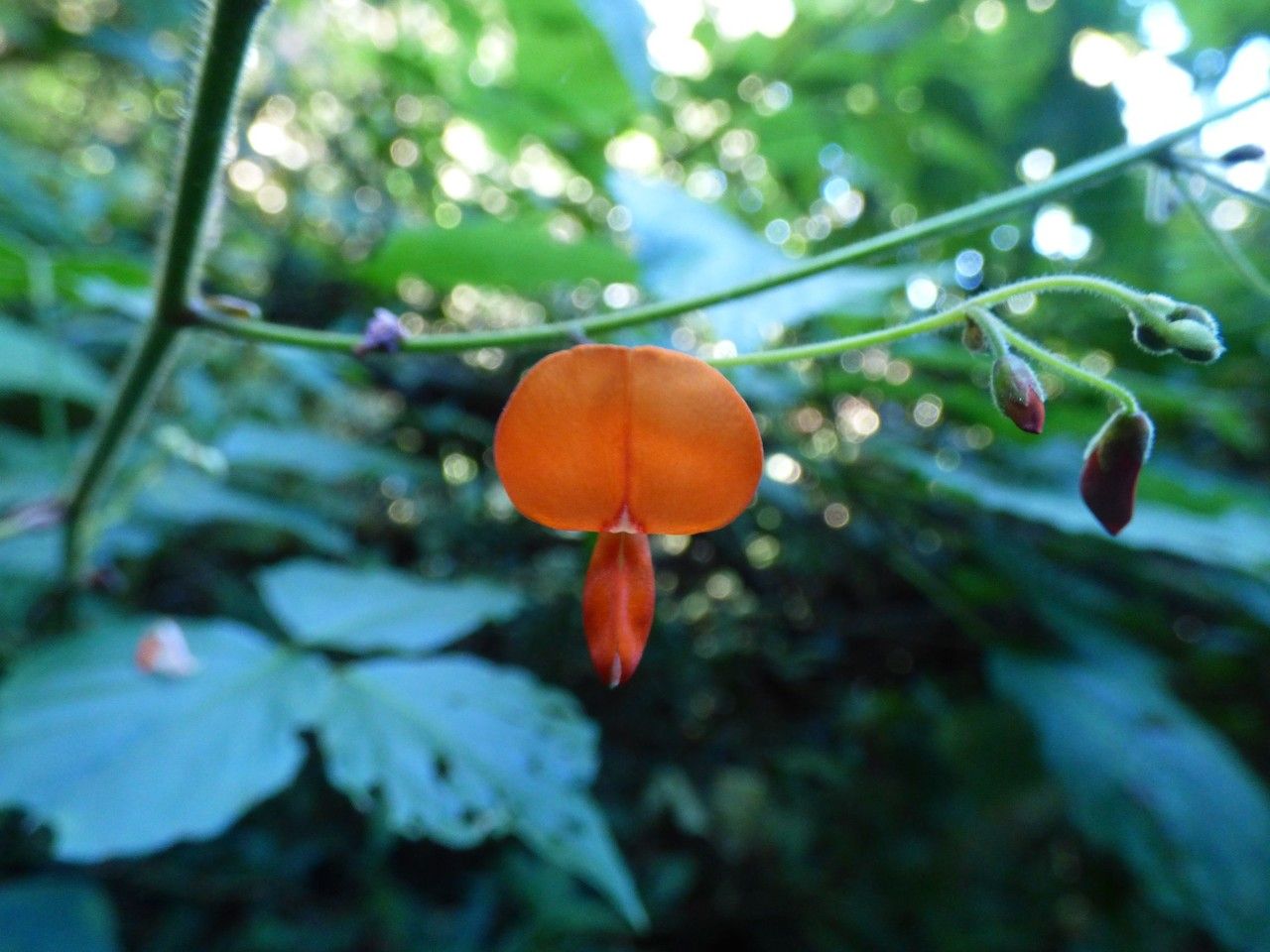 Hylodesmum repandum flower