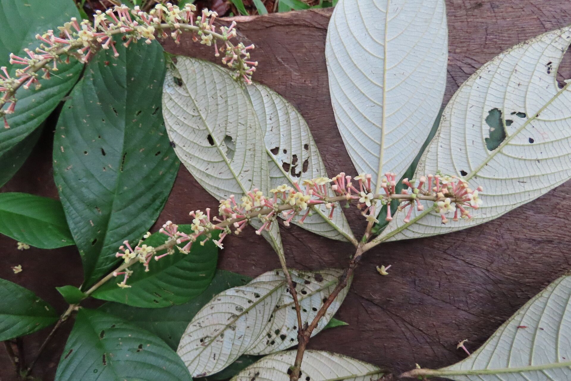 Arachnothryx buddleioides leaf