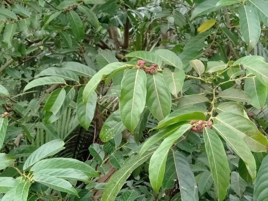 Glochidion urophylloides fruit