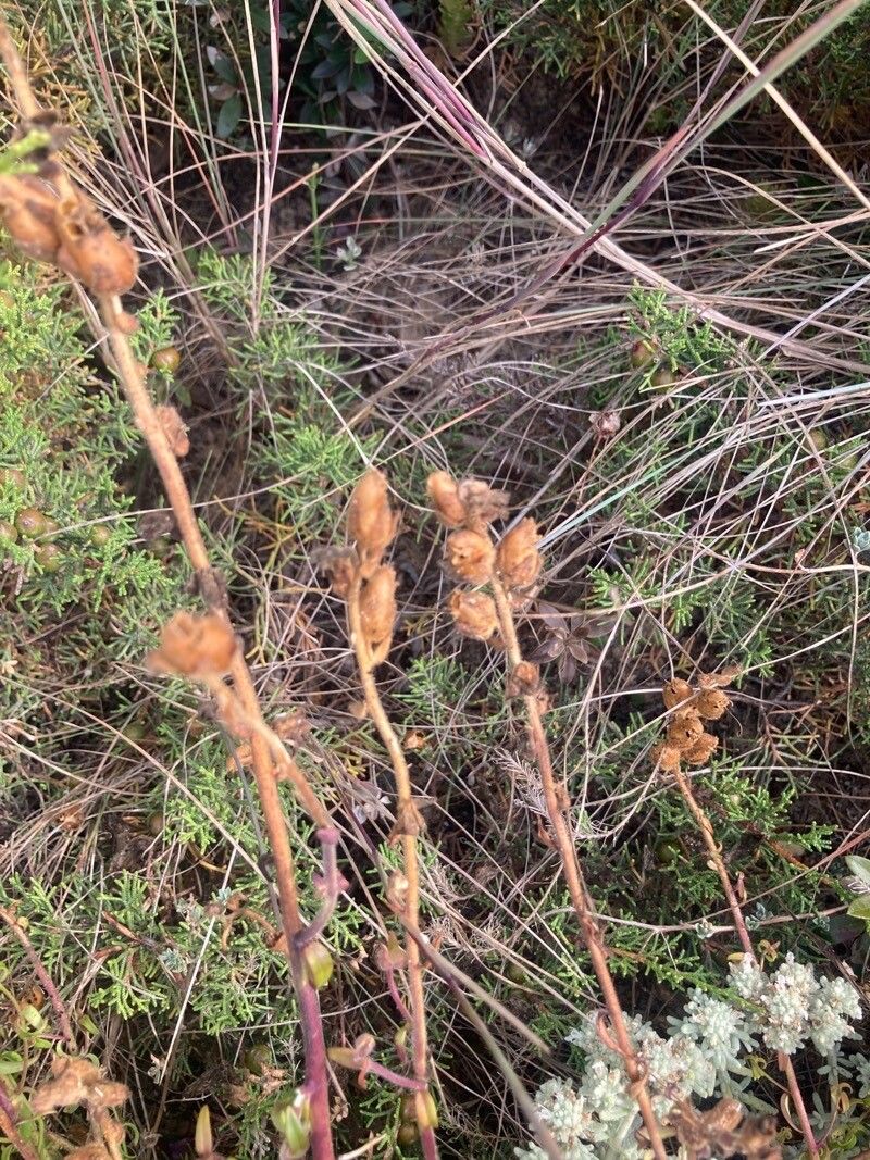 Antirrhinum cirrhigerum fruit