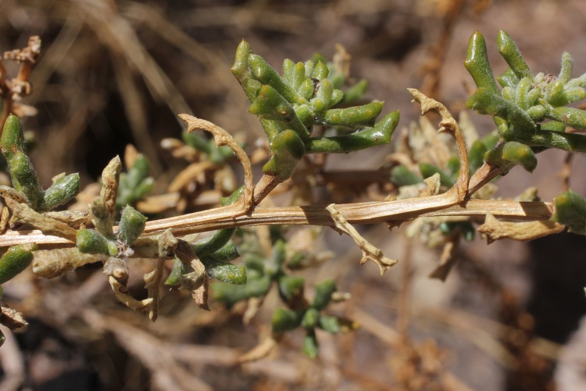 Senecio potosianus — houseplant care guide