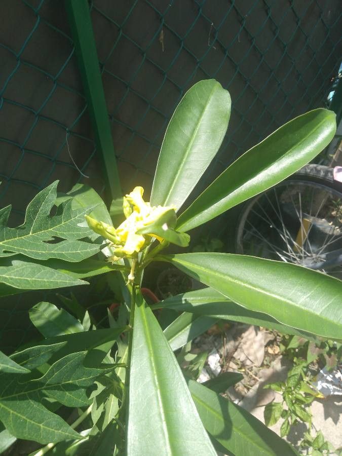 Cascabela ovata flower