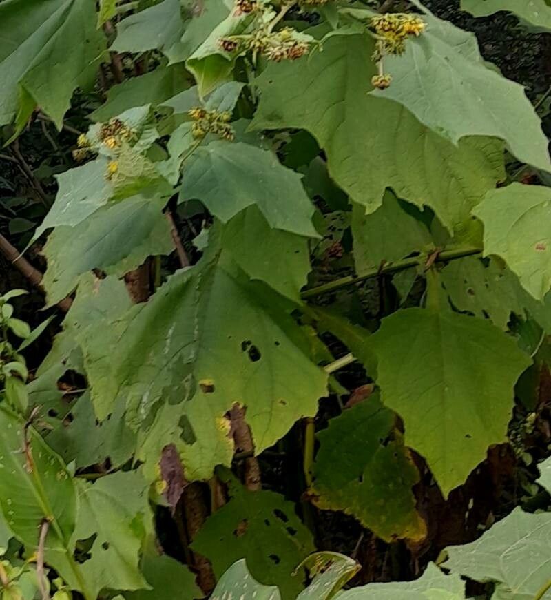 Smallanthus macroscyphus — related species from the same genus