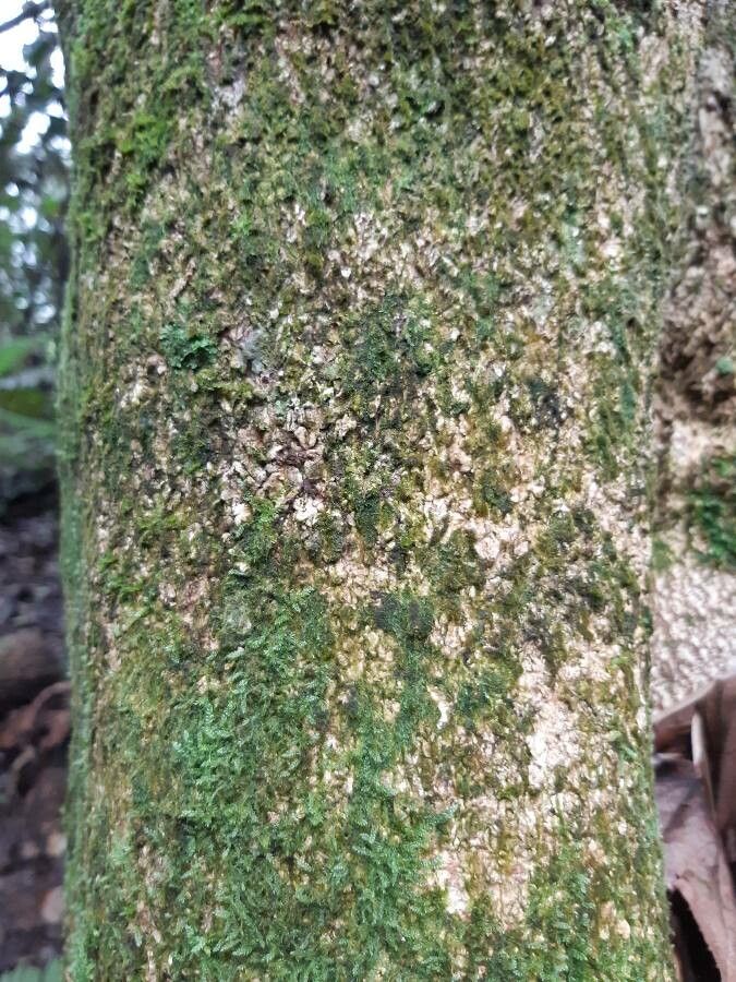 Melicope obtusifolia bark
