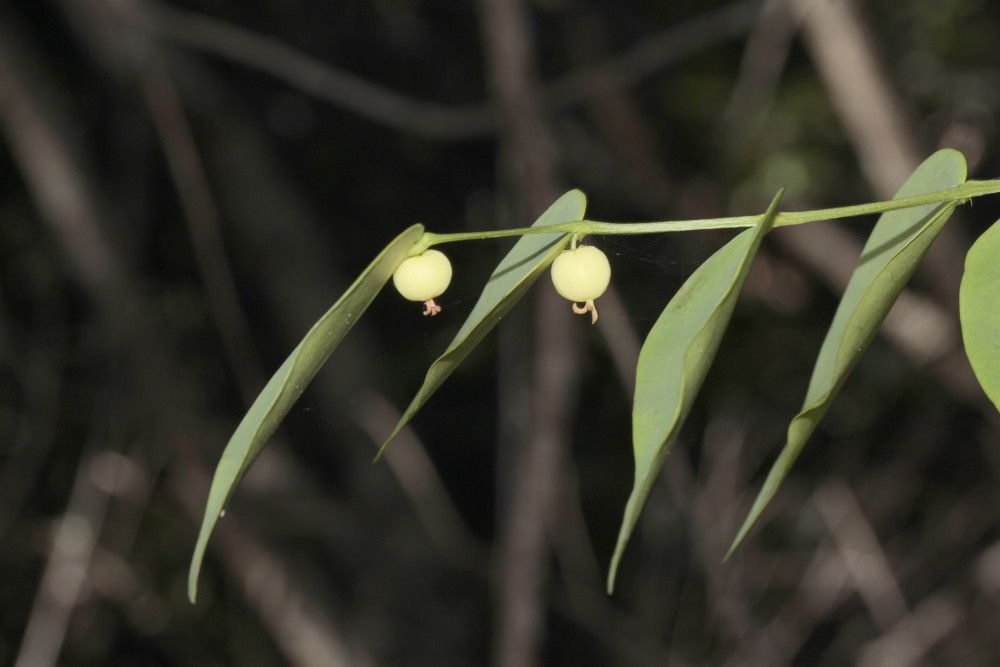 Phyllanthus parangoyensis — houseplant care guide