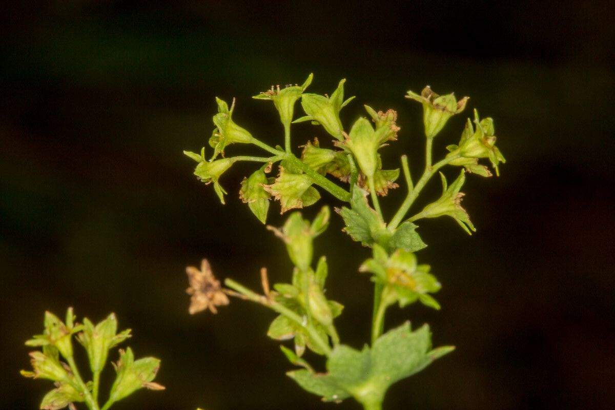 Alchemilla glabra fruit
