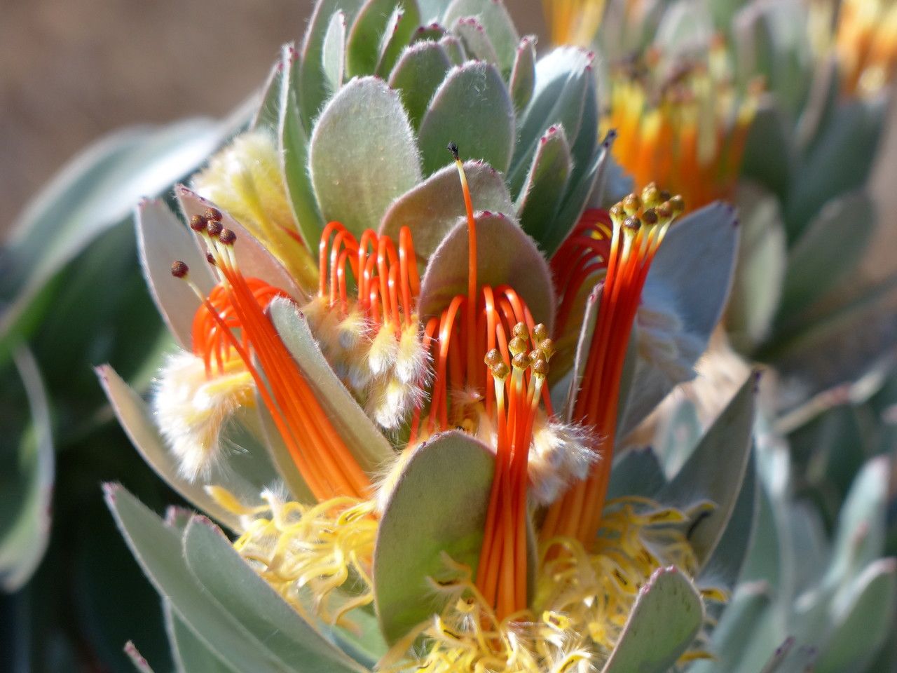 Mimetes hottentoticus flower