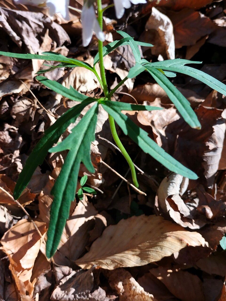 Cardamine concatenata leaf