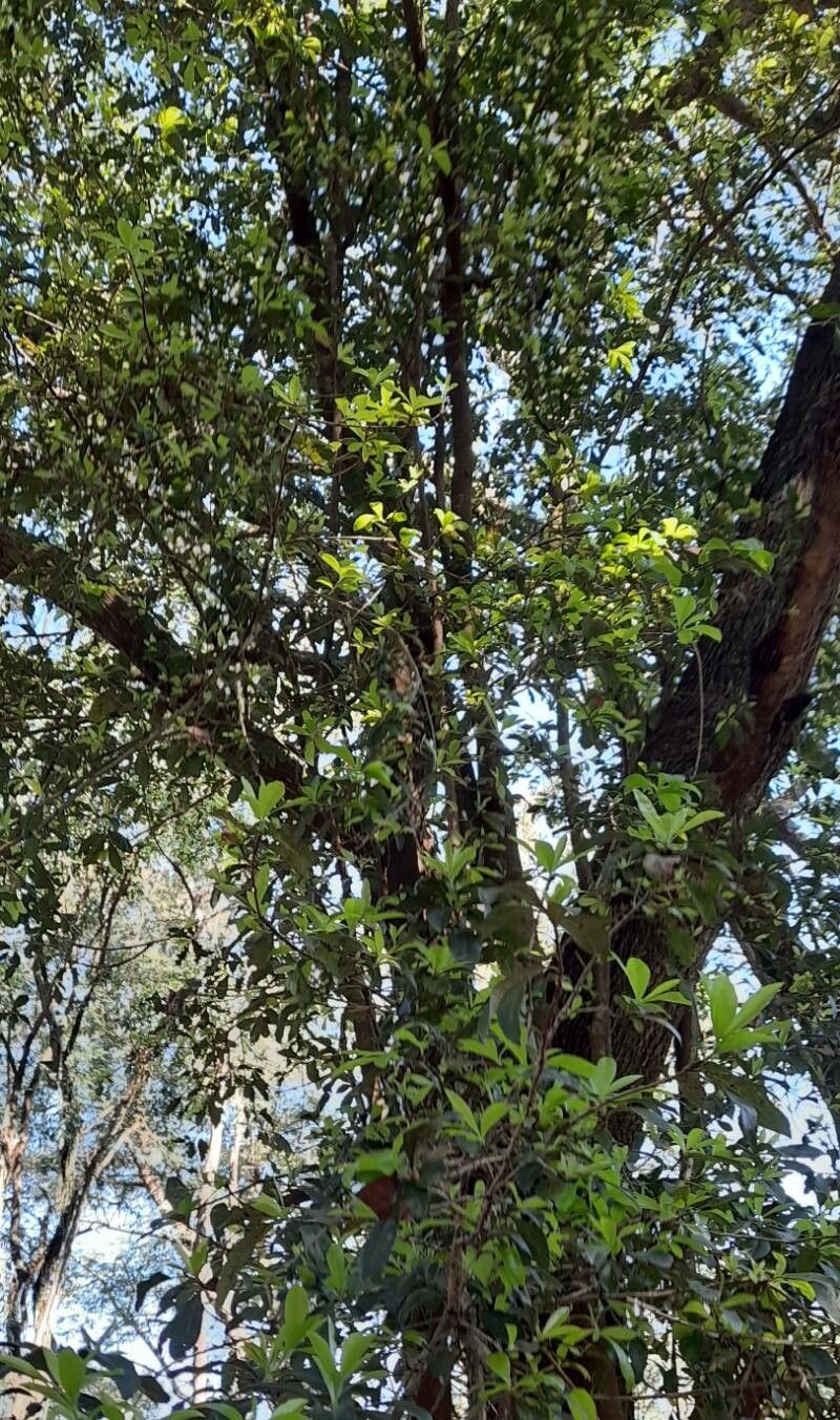 Cordia americana habit