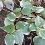 Peperomia incana