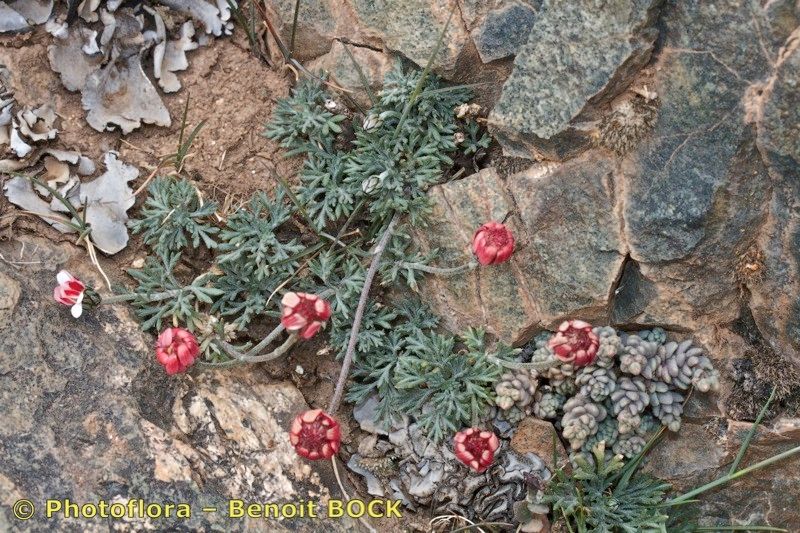 Rhodanthemum atlanticum other