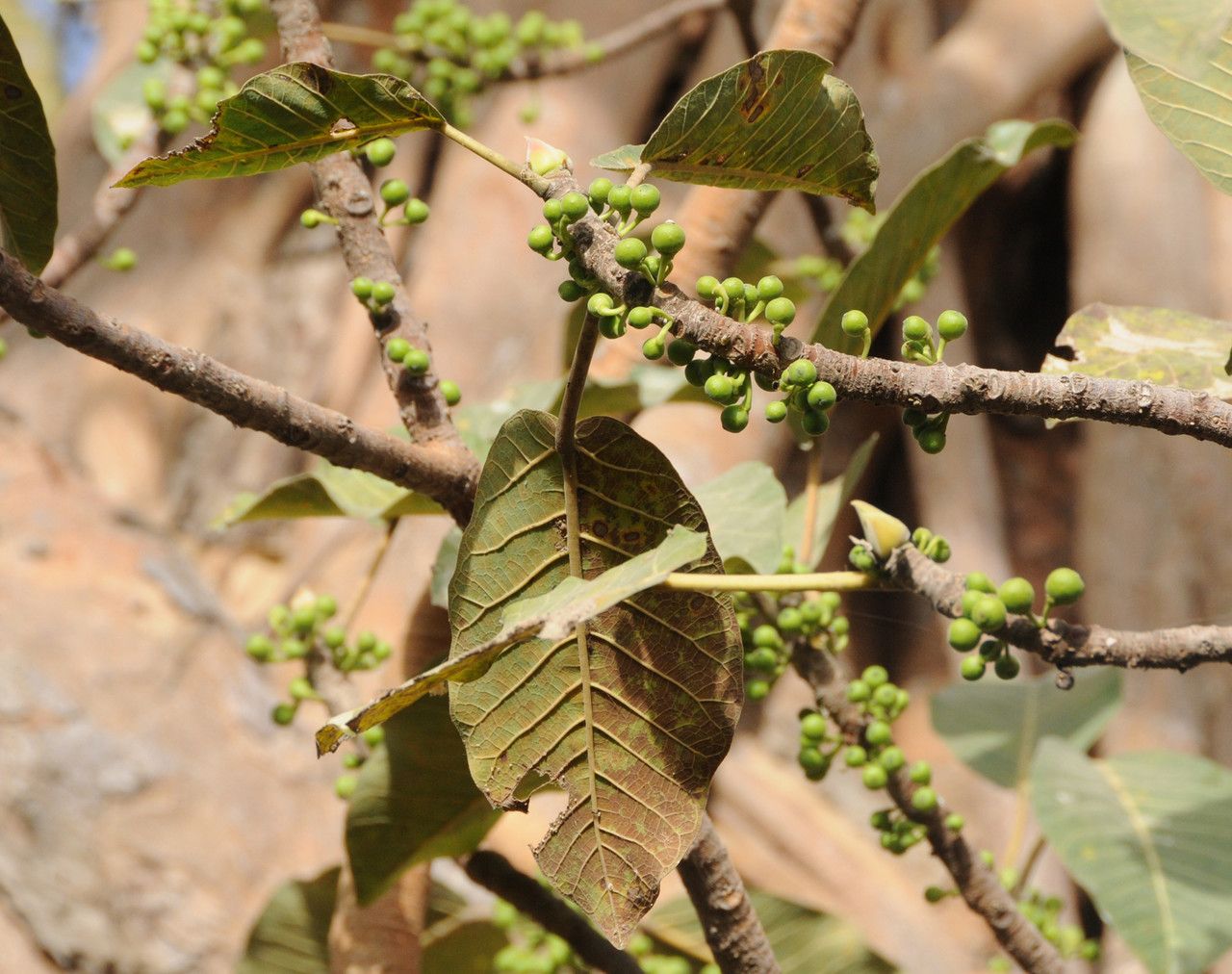 Ficus platyphylla fruit