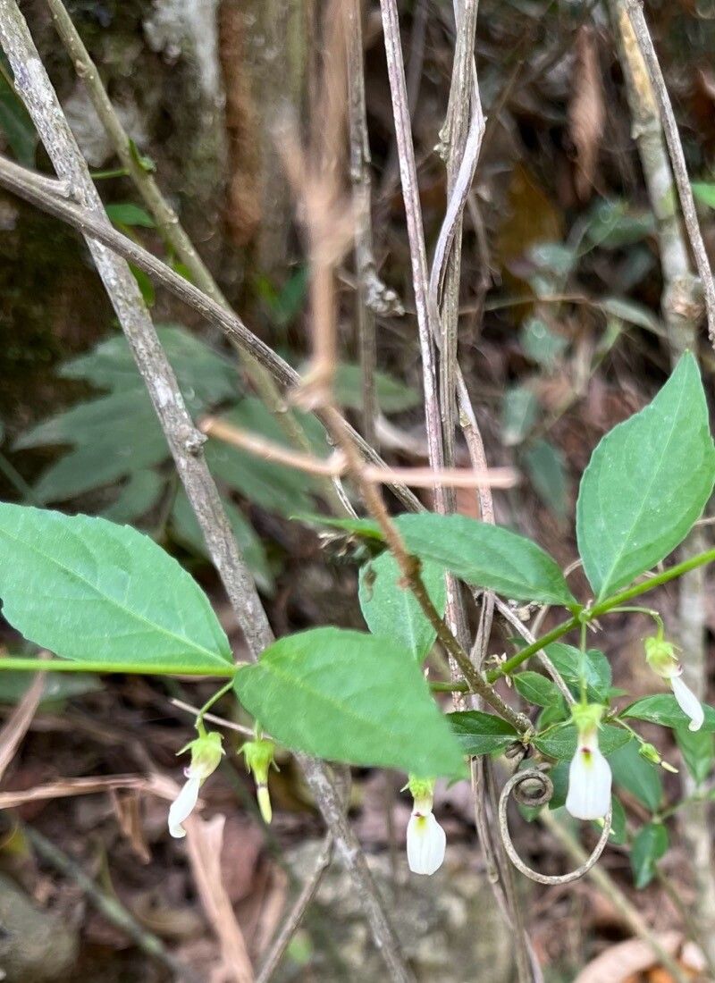 Pombalia bigibbosa leaf