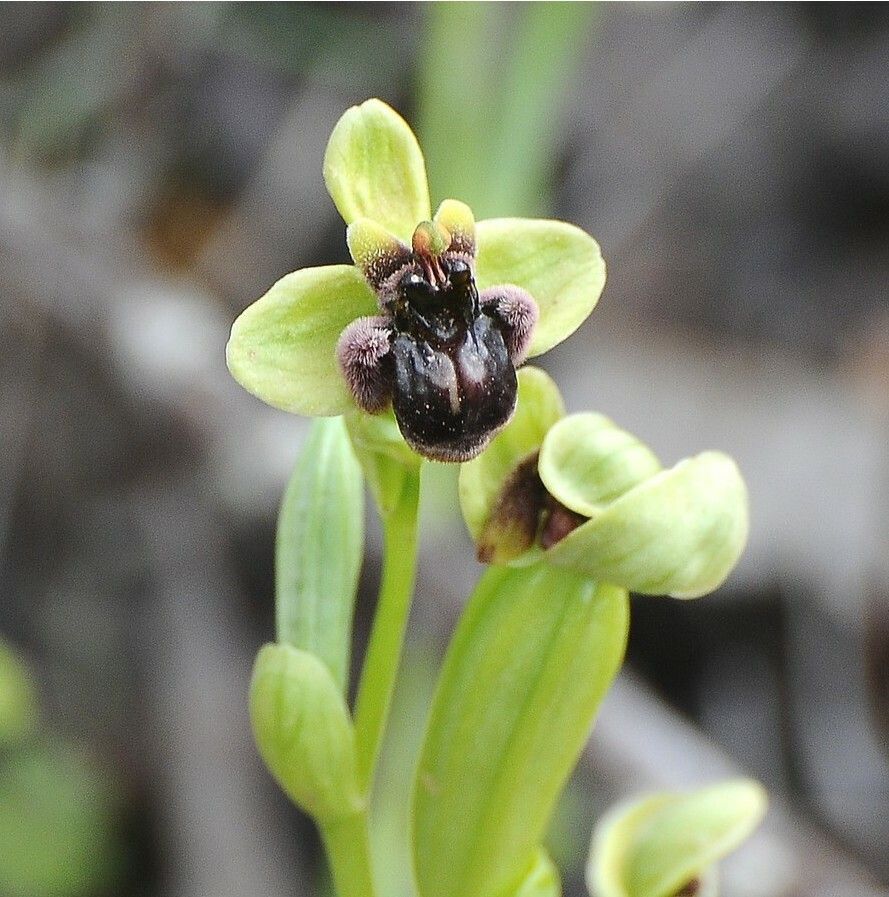 Ophrys bombyliflora leaf