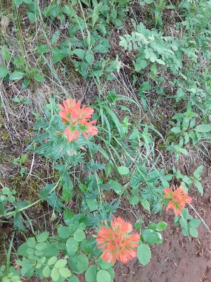 Castilleja hispida other
