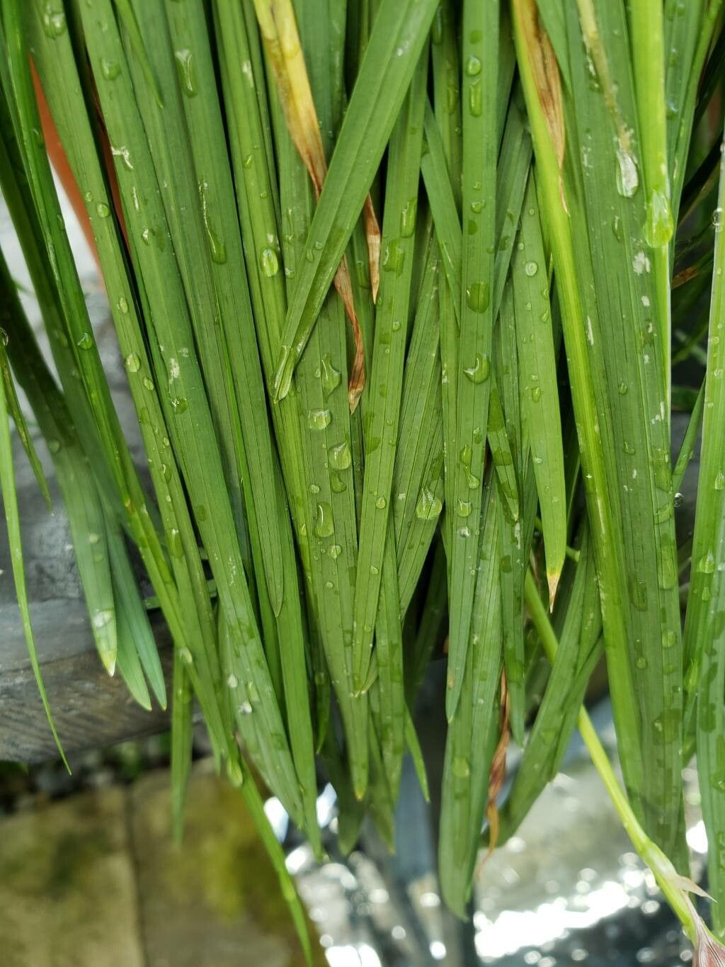 Ixia pumilio — search result for 'Ixia'