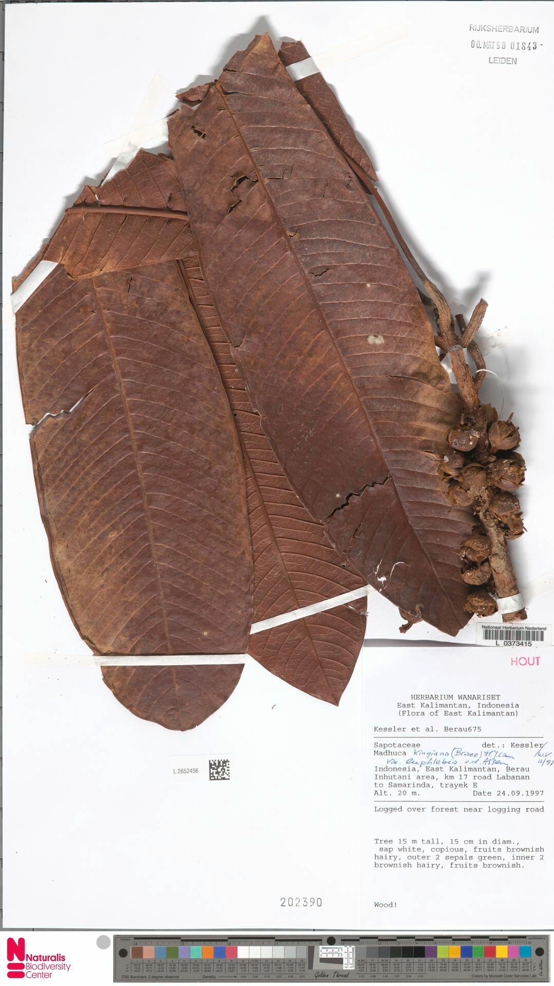 Madhuca kingiana — related species from the same genus