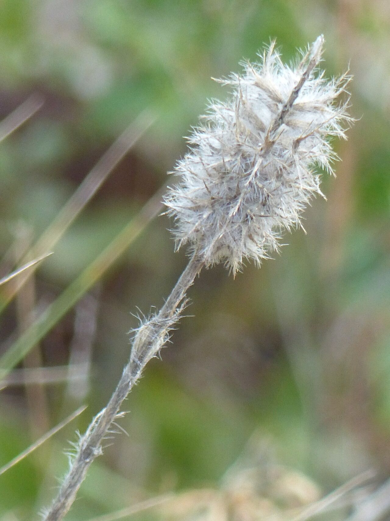 Trifolium infamia-ponertii habit