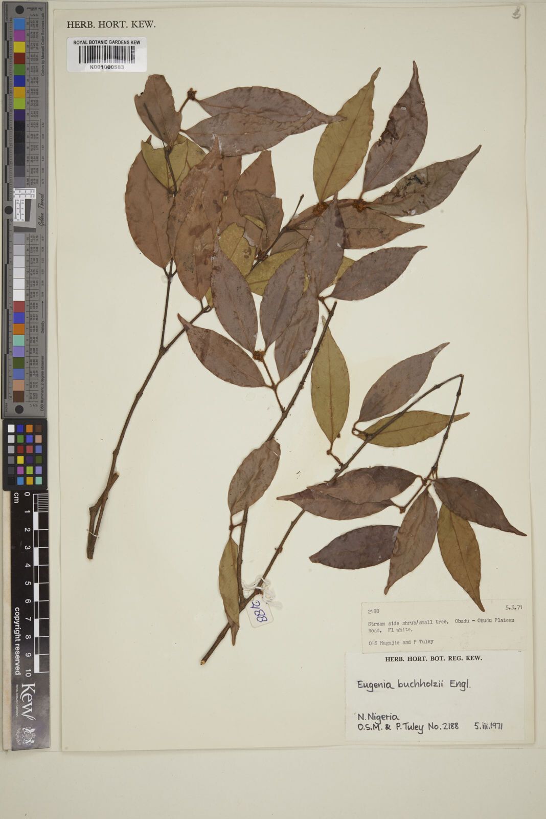 Eugenia buchholzii — houseplant care guide