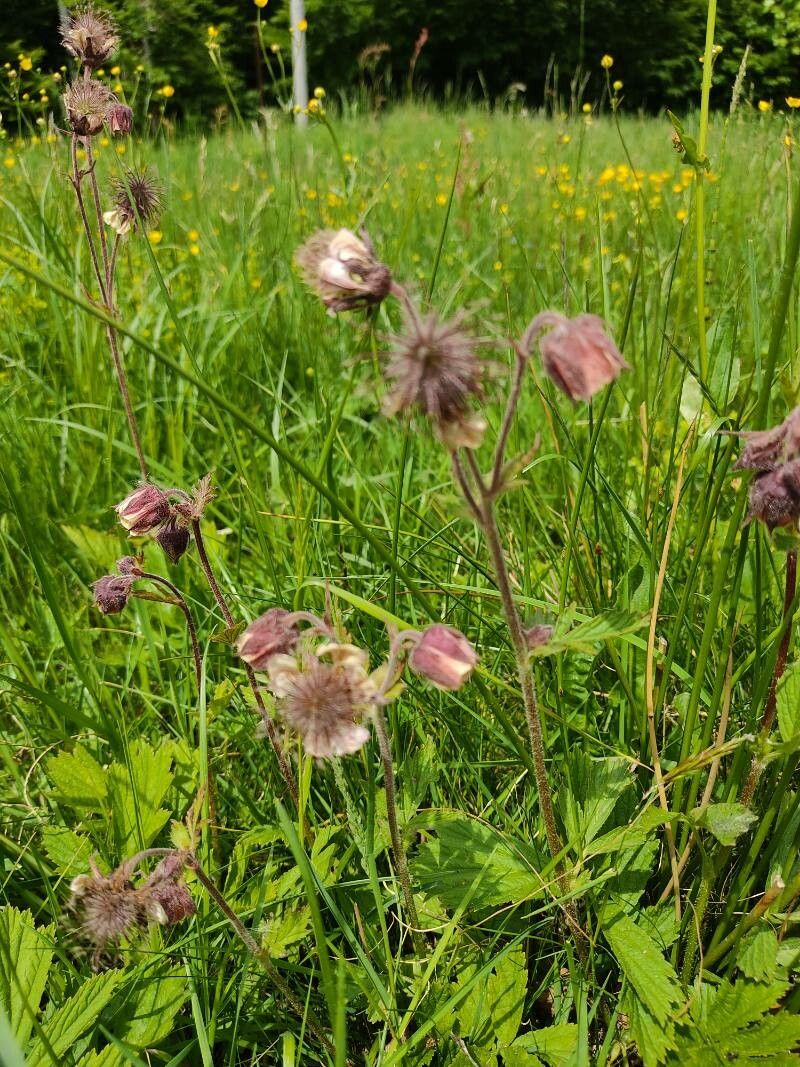 Lychnis flos-cuculi fruit