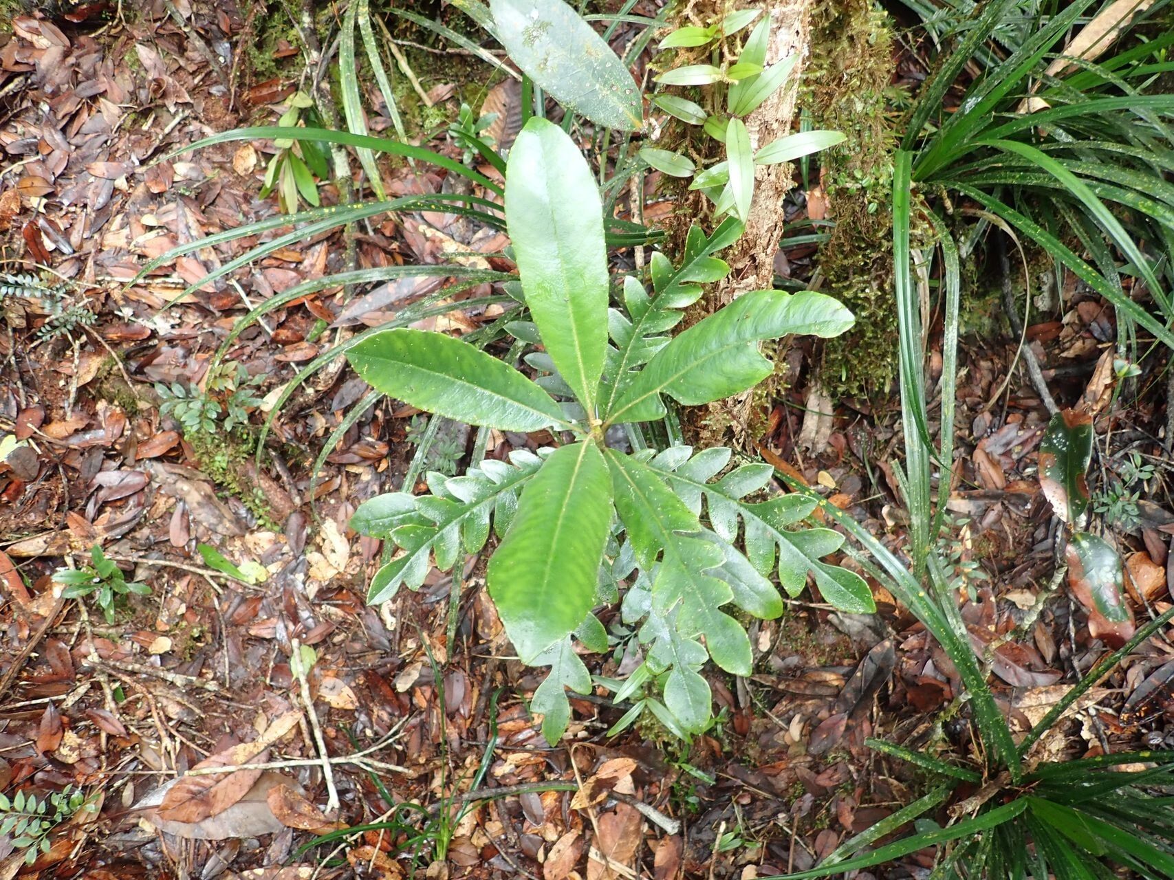 Apiopetalum glabratum habit
