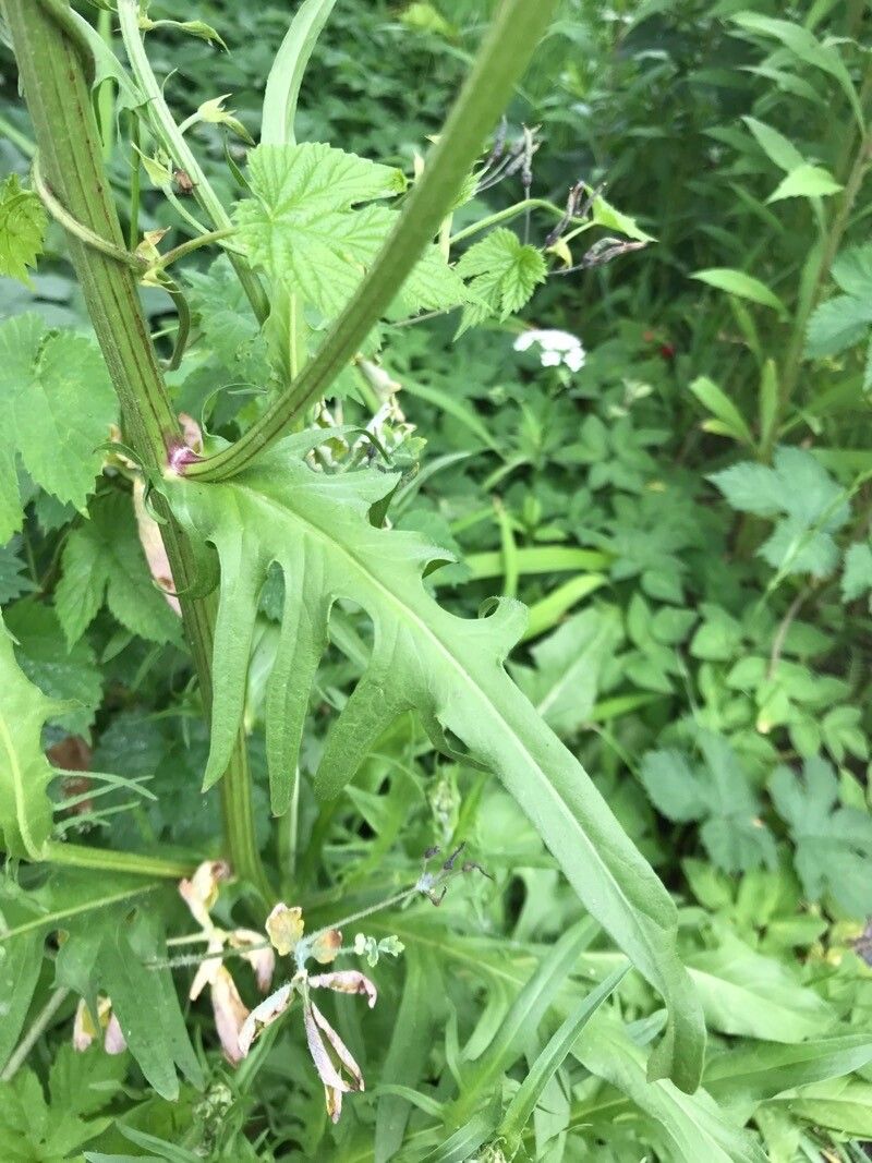 Crepis biennis — search result for 'Crepis'