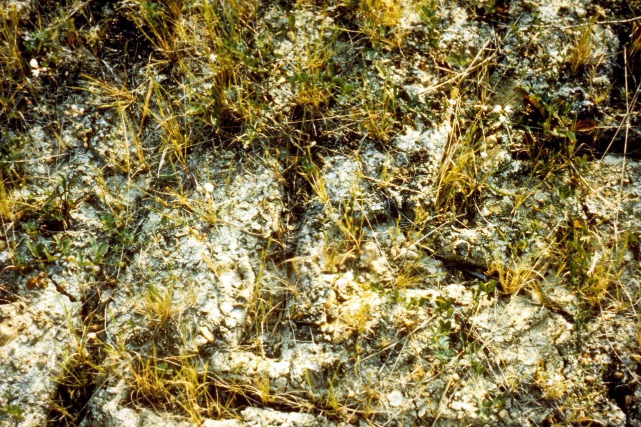 Agalinis skinneriana bark