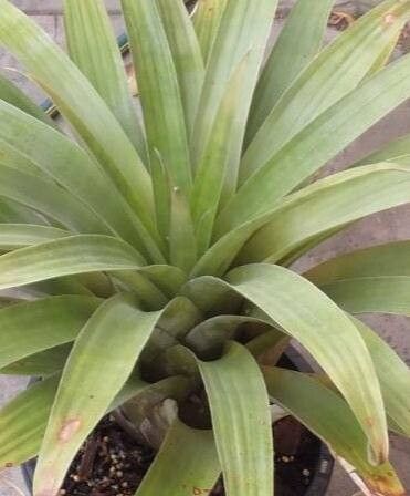 Tillandsia caloura — houseplant care guide