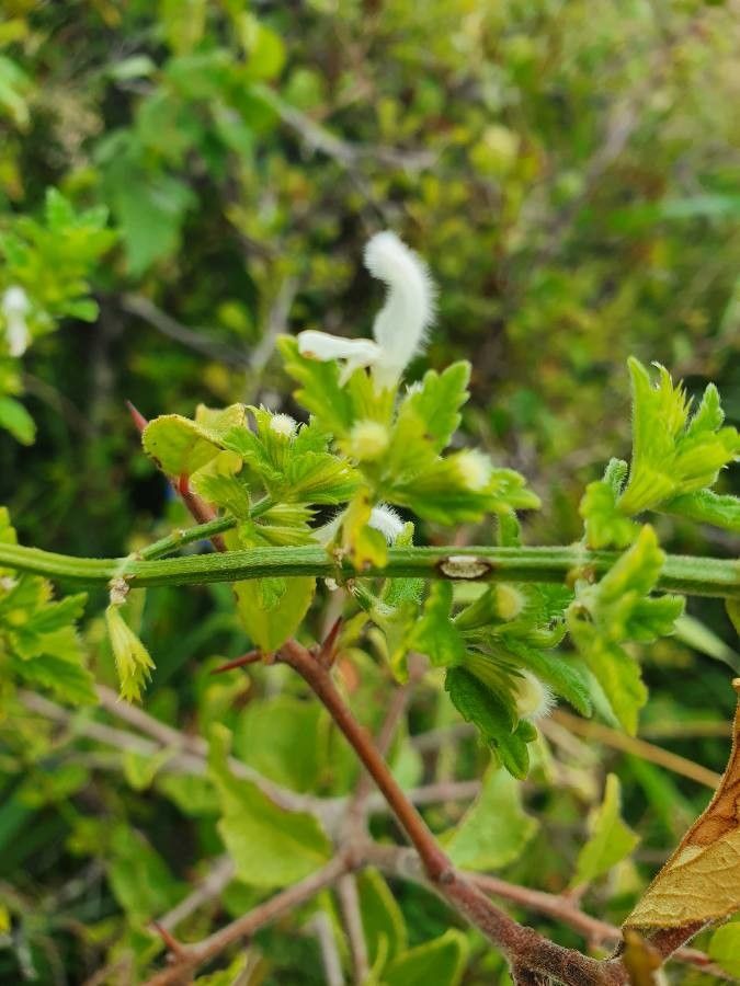 Leucas glabrata flower