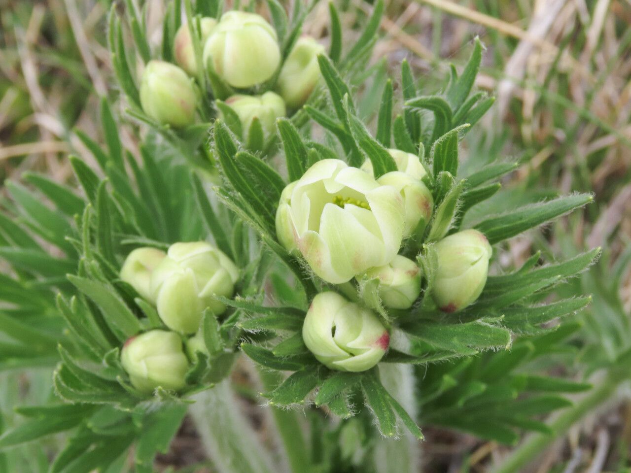 Anemone narcissiflora flower
