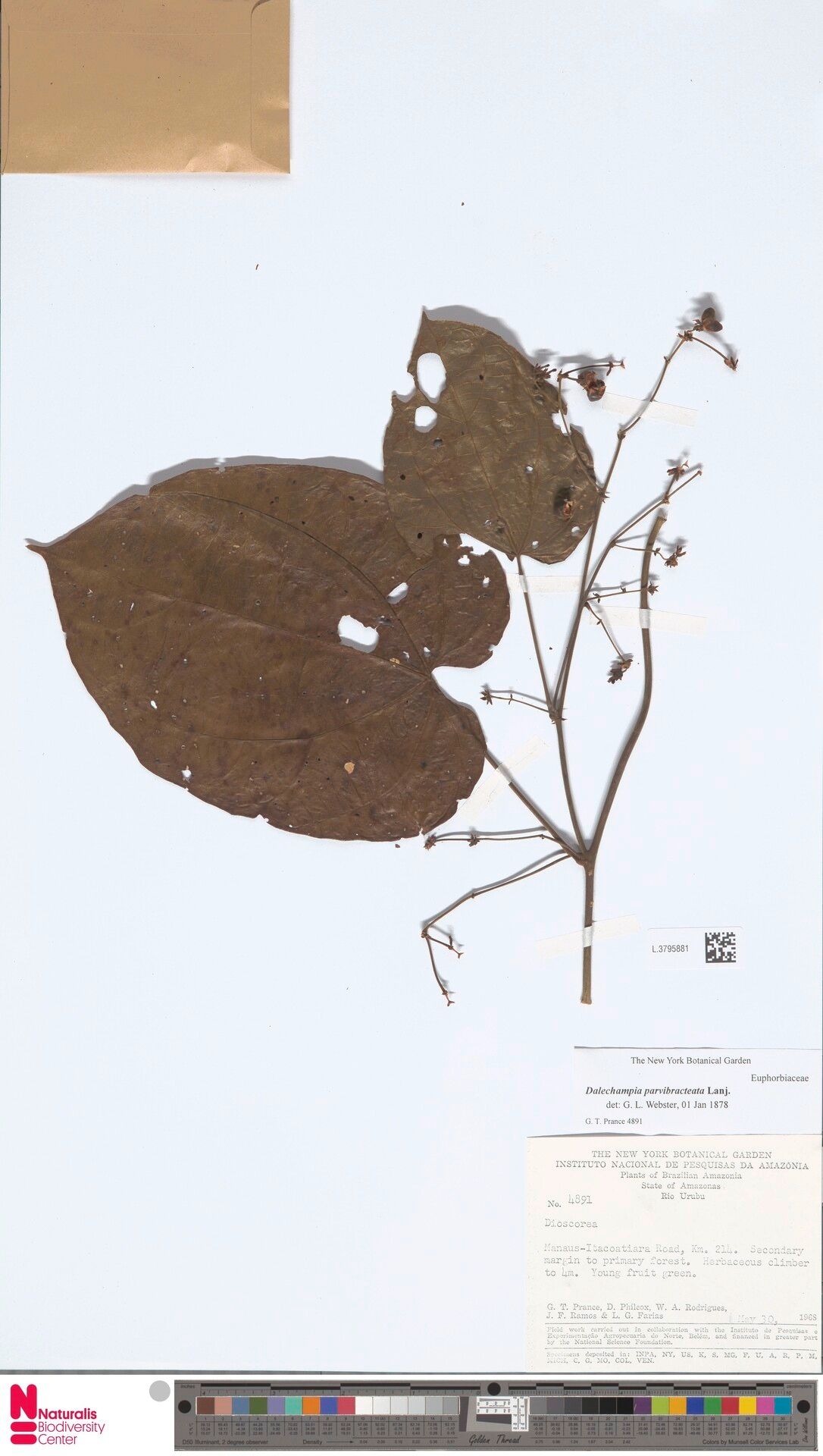 Dalechampia parvibracteata — houseplant care guide