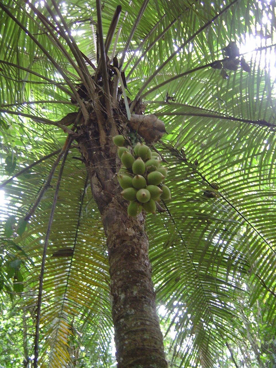 Syagrus hoehnei fruit