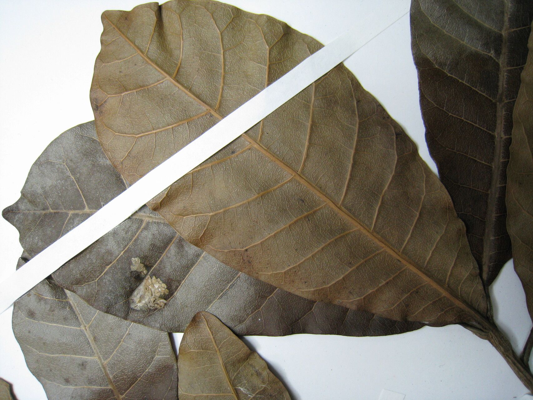 Anacardium amapaënse — related species from the same genus