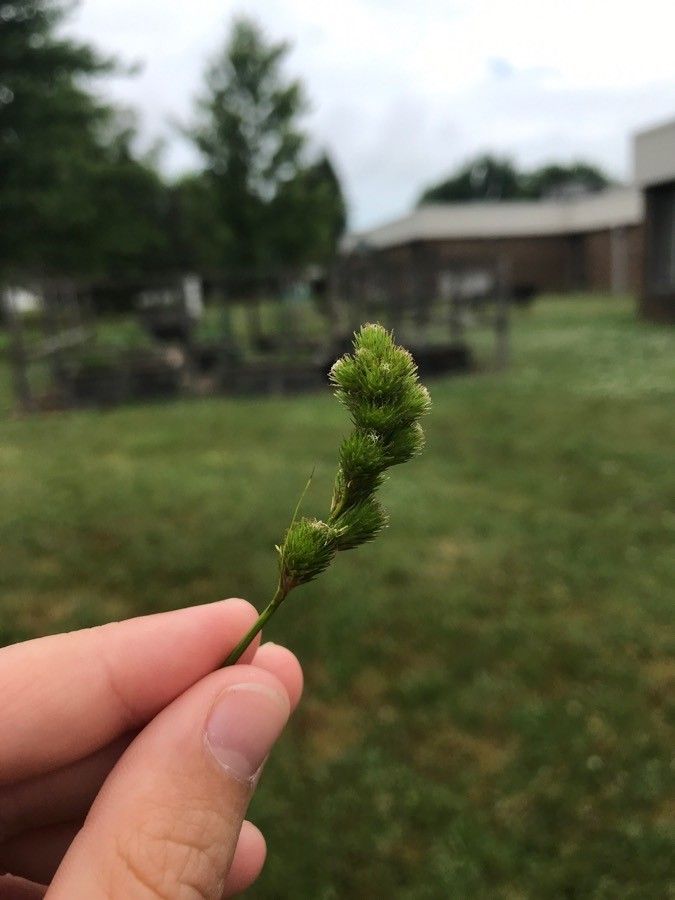 Carex tribuloides flower