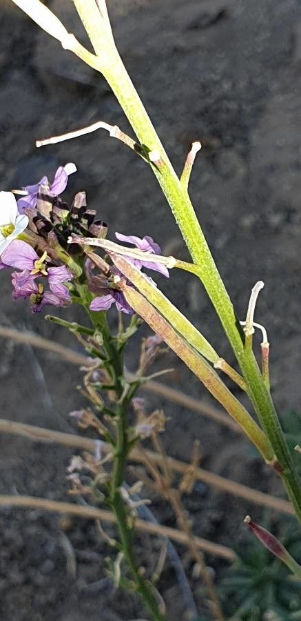 Erysimum scoparium fruit