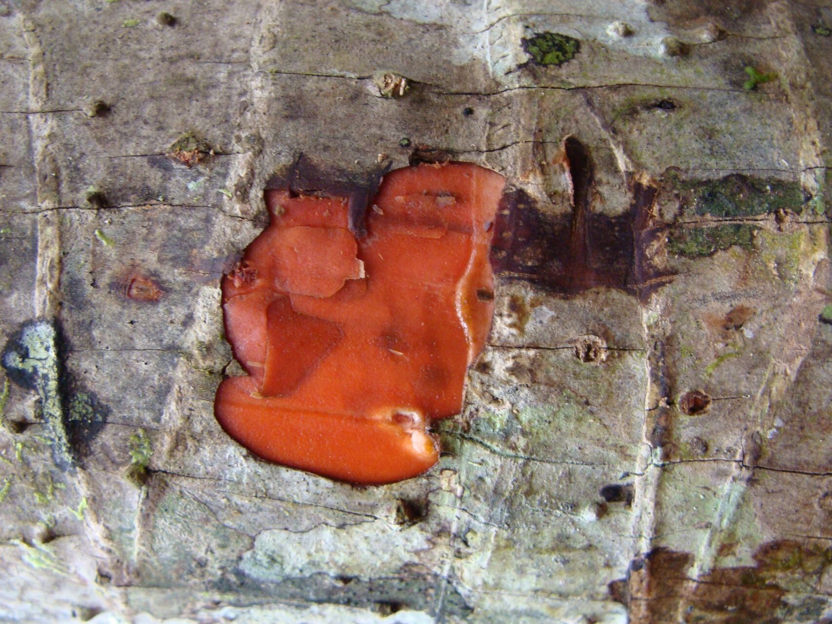 Pandanus clandestinus — search result for 'Pandanaceae'