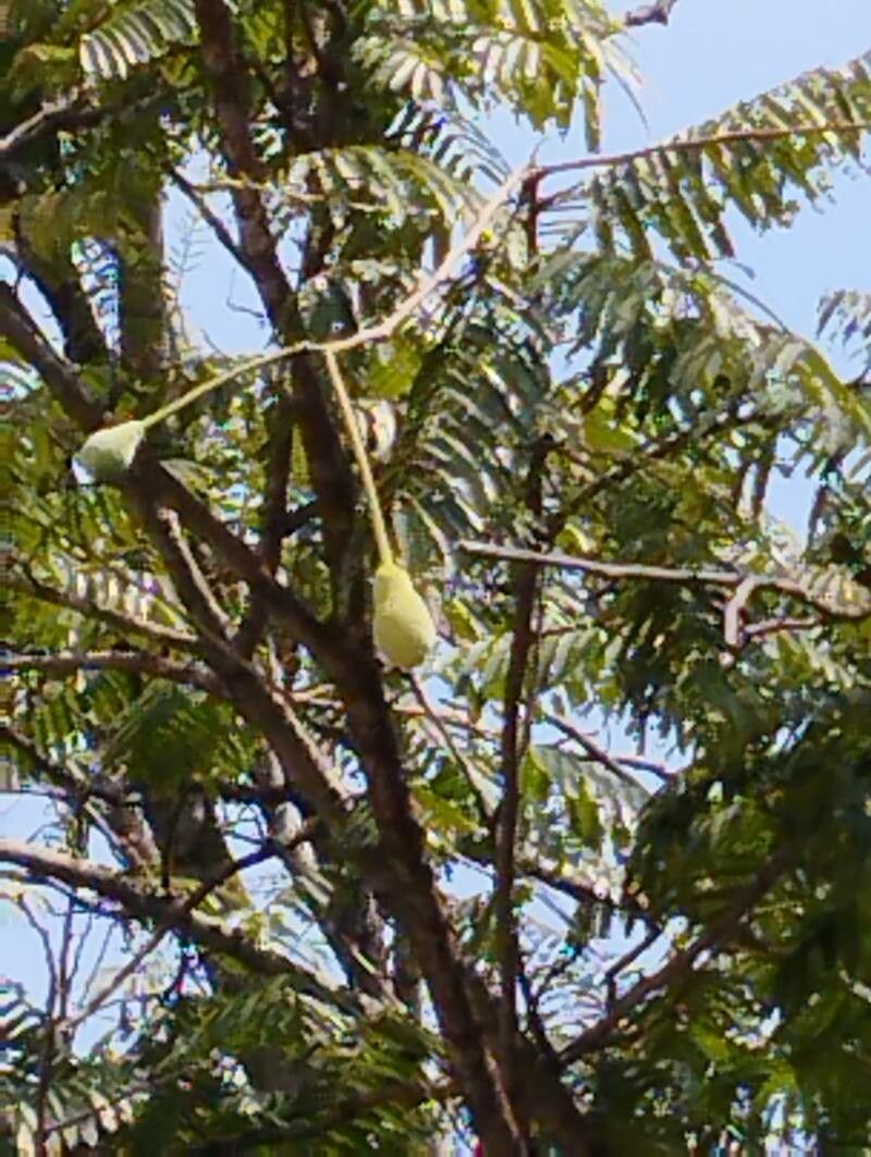 Parkia speciosa flower